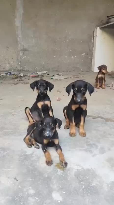 Doberman Pinscher Puppy, farm video