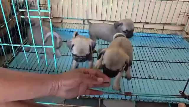 Pug Puppy, farm video