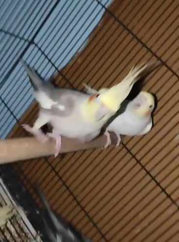 Cockatiel, farm video