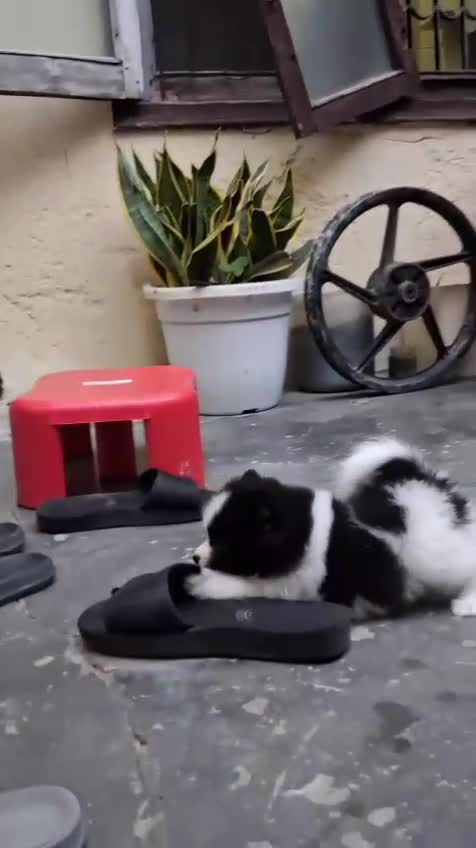 Culture Pom Puppy | White Color, farm video