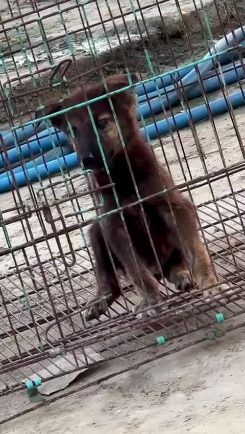 German Shepherd Puppy, farm video