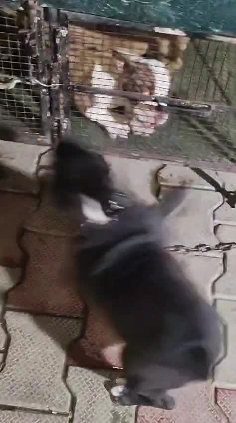American Bully Pocket Size Puppy, farm video