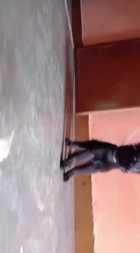 German Shepherd Puppy, farm video