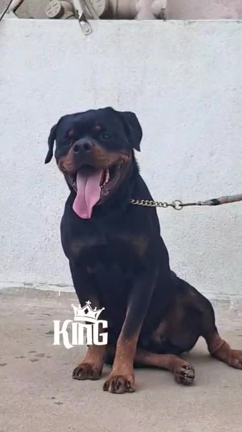 Rottweiler Puppy, farm video