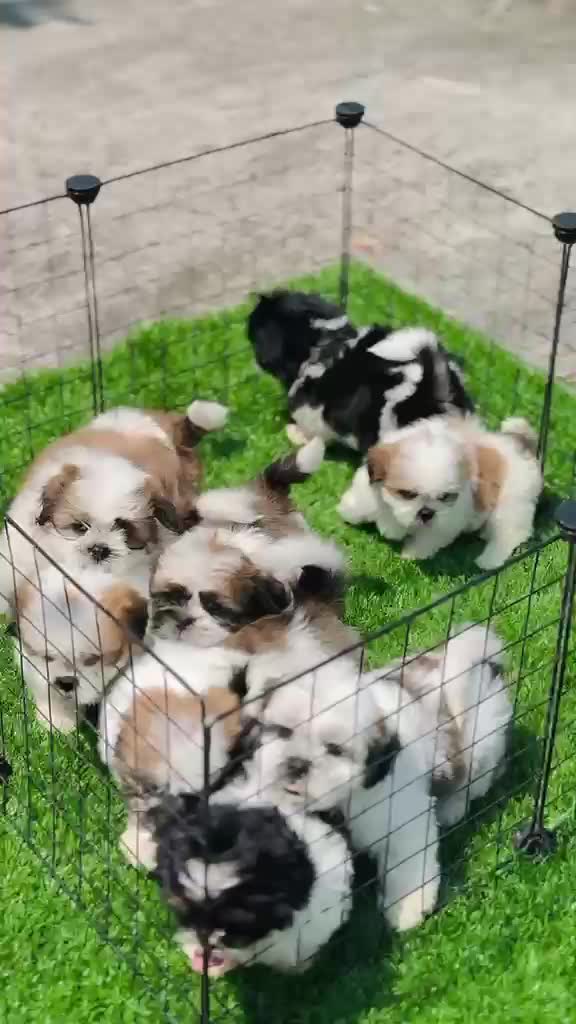 Shih Tzu | Black & White Color, farm video