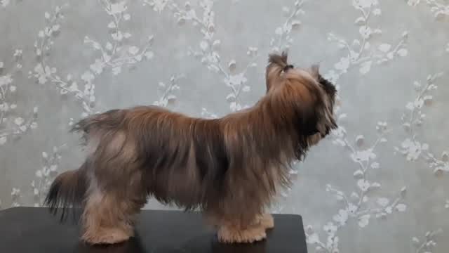 Lhasa Apso Puppies, farm video