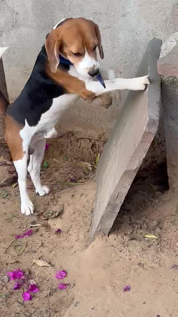 Beagle Black & Tan Puppy, farm video