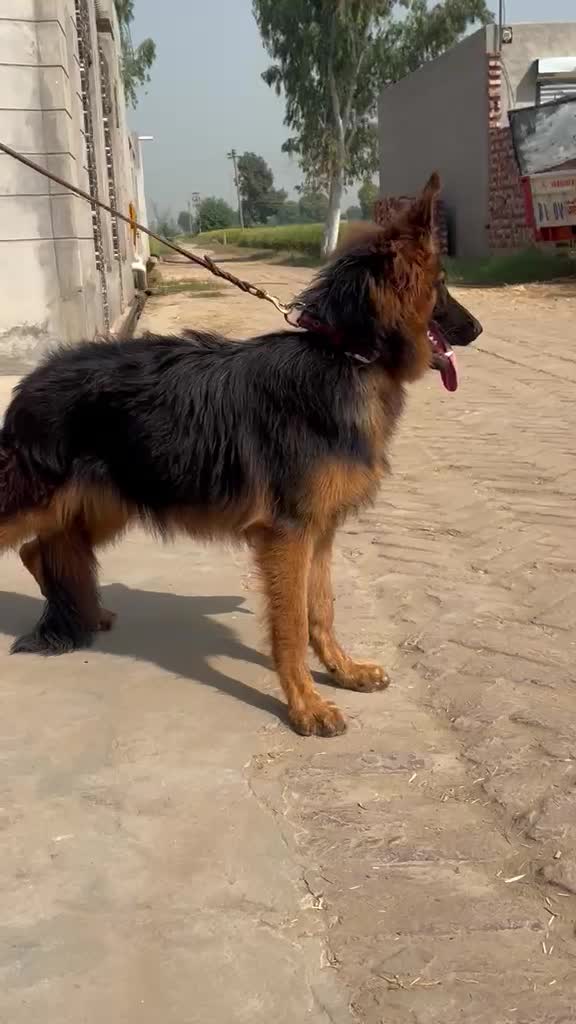 German Shepherd Puppy, farm video
