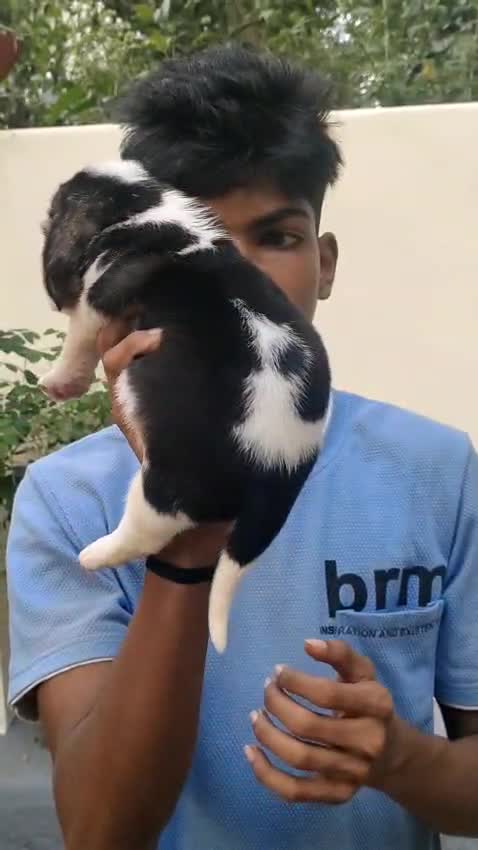 Beagle Black & Tan Puppy, farm video