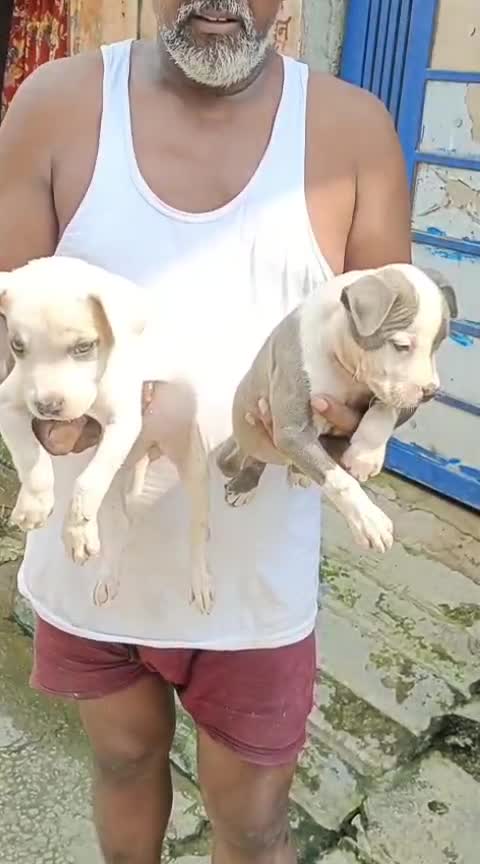 American Bully Pocket Size Puppy, farm video