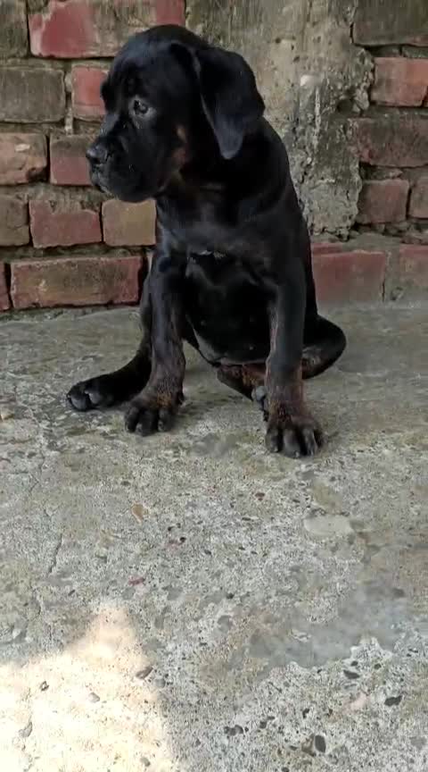 Cane Corso Puppy, farm video