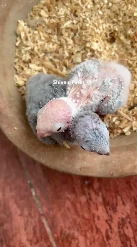Pineapple Headed Conure, farm video