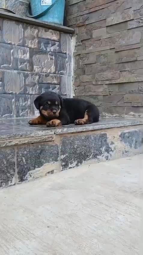 Rottweiler Puppy, farm video