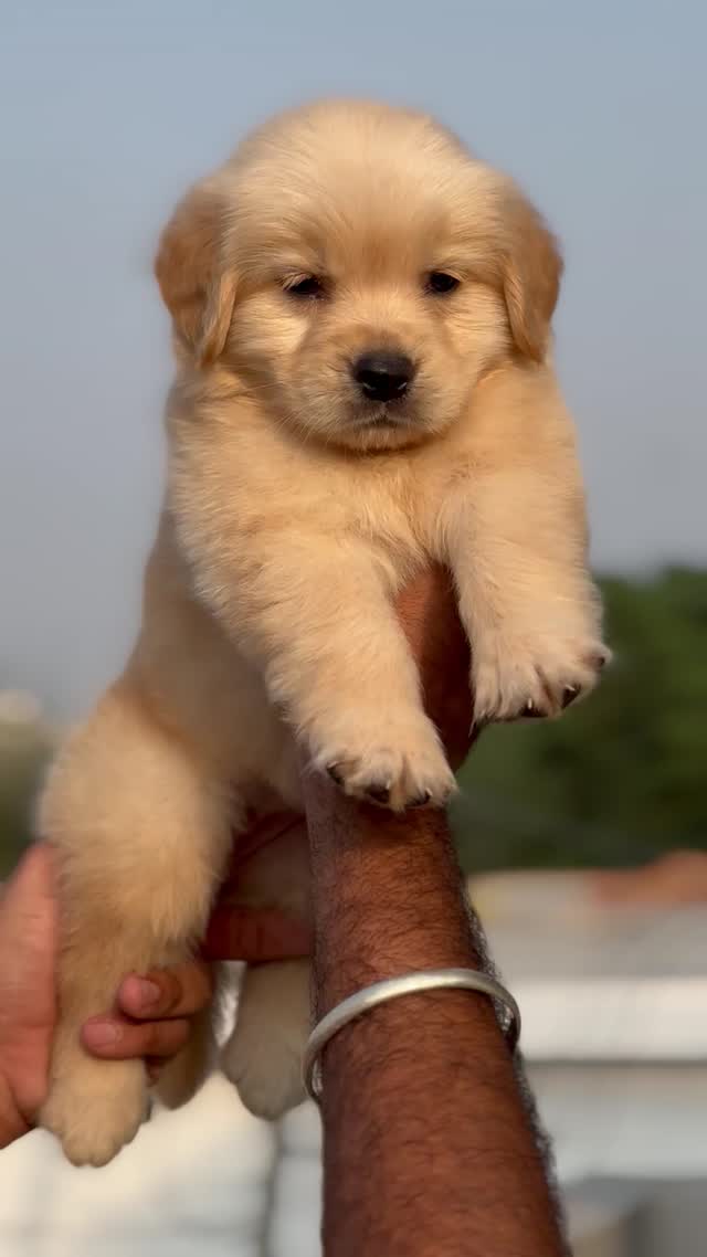 Golden Retriever, farm video