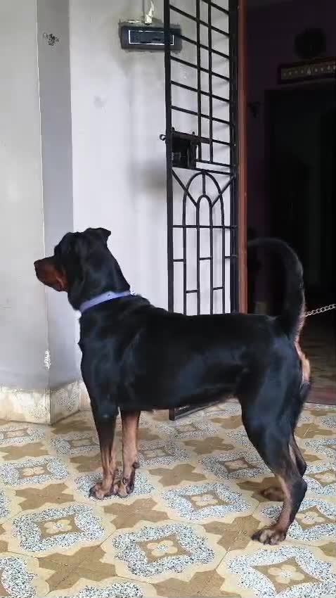 Rottweiler Puppy, farm video