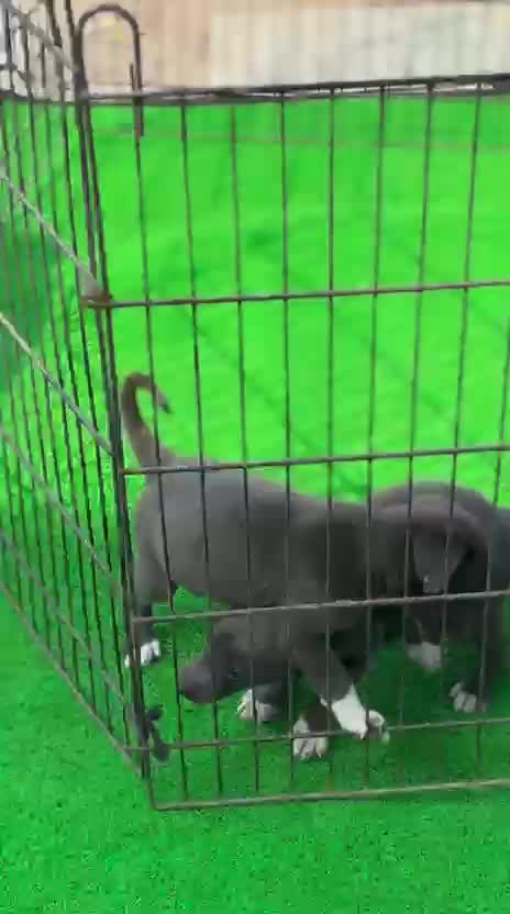 Greyhound Puppy, farm video