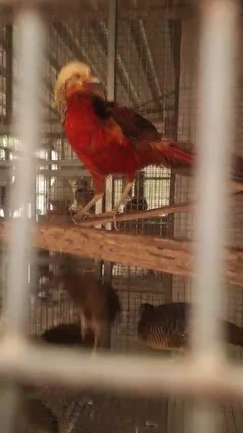 Golden Pheasant, farm video