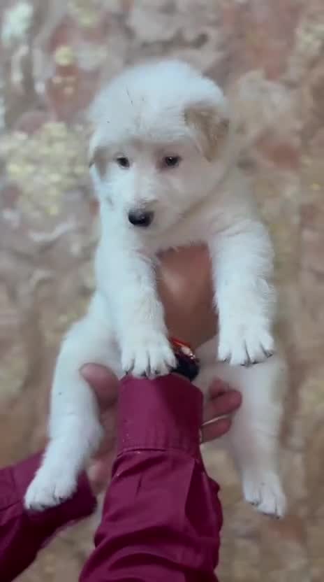 German Shepherd Puppy, farm video