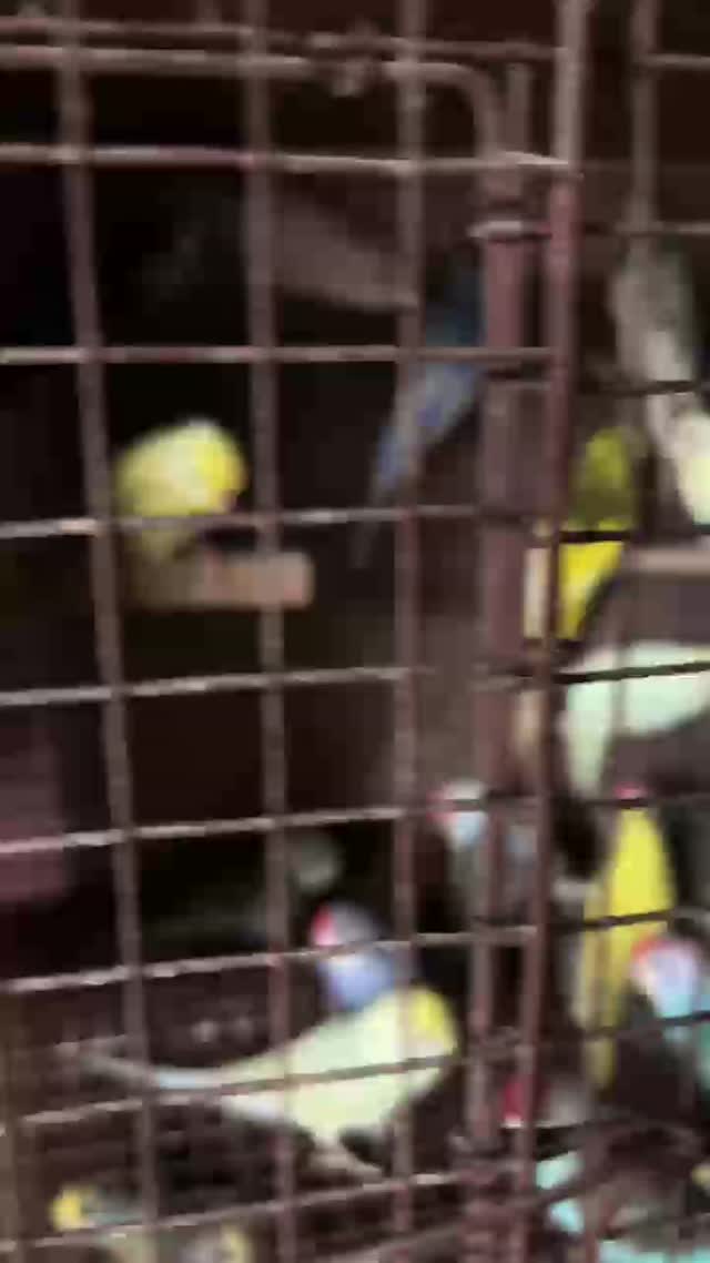 Budgies, farm video