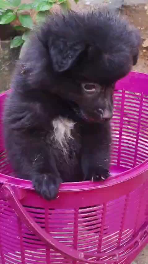 Culture Pom Puppy | White Color, farm video
