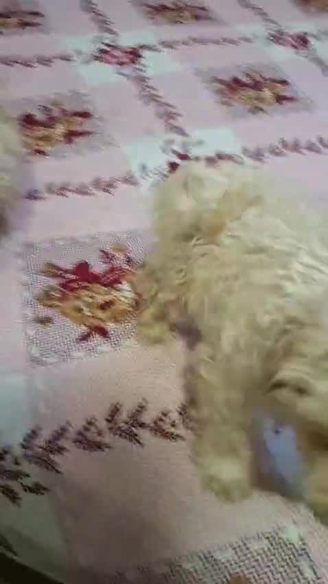 Maltipoo Puppy, farm video
