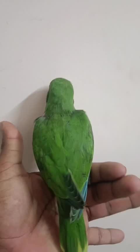 Yellow Monk | Lutino Quaker Parrot, farm video