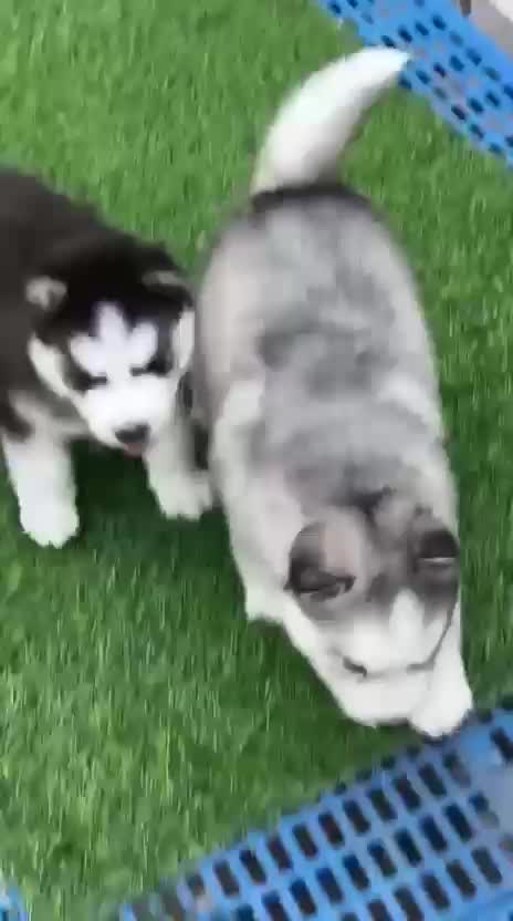 Siberian Husky at an affiliated farm in Hyderabad, Telangana
