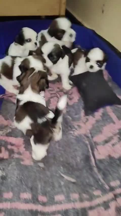 Shih Tzu | Black Color, farm video
