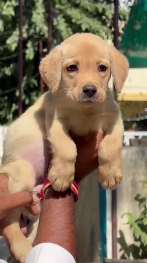 Beagle Black & Tan Puppy, farm video