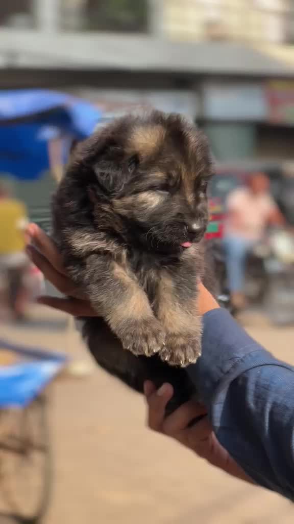 German Shepherd Puppy, farm video