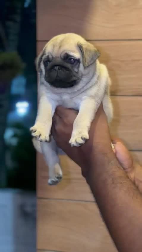 Pug Puppy, farm video