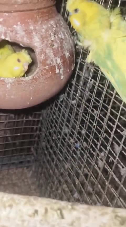 Hogoromo Budgies, farm video