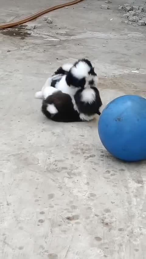 Shih Tzu | Tri Color Puppy, farm video