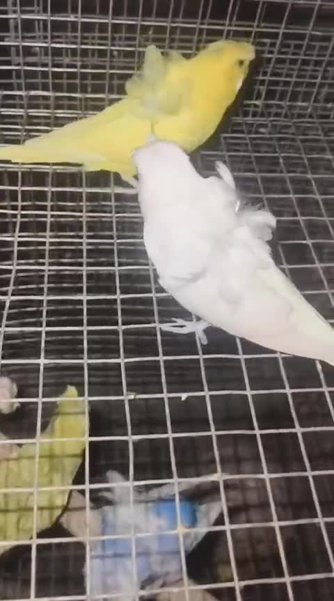 Hogoromo Budgies, farm video