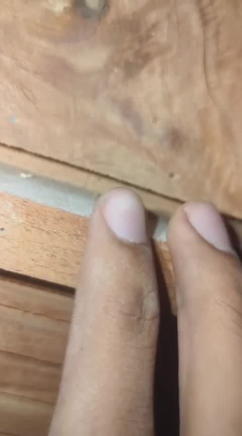 Green Cheek Conure, farm video