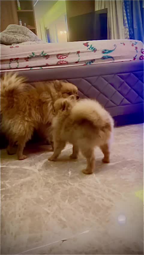 Pomeranian Puppy | Black Color, farm video