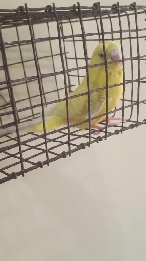 Budgies, farm video