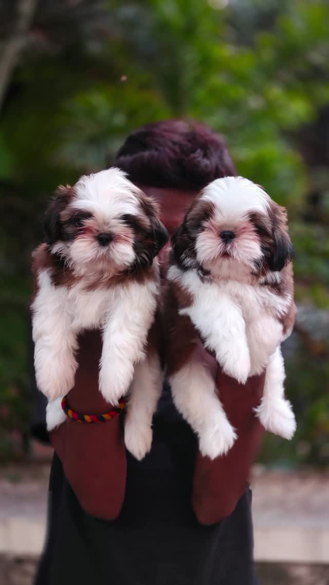 Shih Tzu | Black Color, farm video