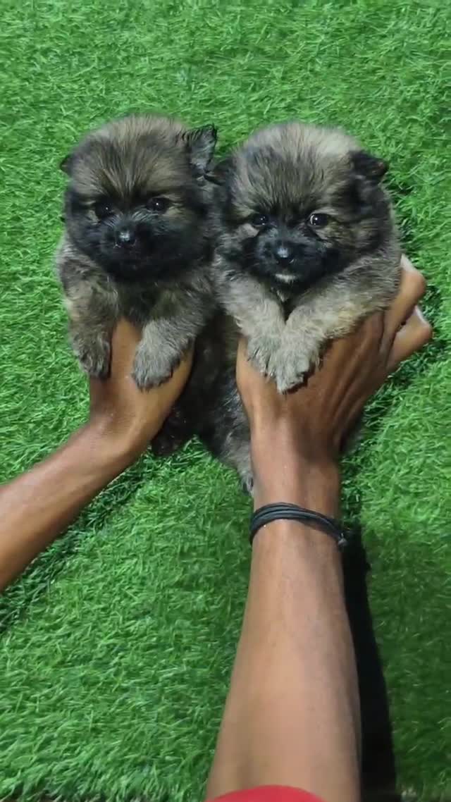 Culture Pom Puppy | White Color, farm video