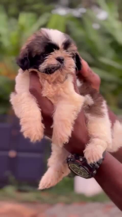 Shih Tzu | Black Color, farm video