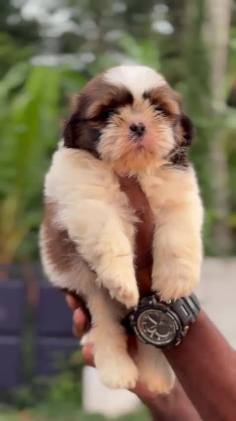 Shih Tzu | Black Color, farm video