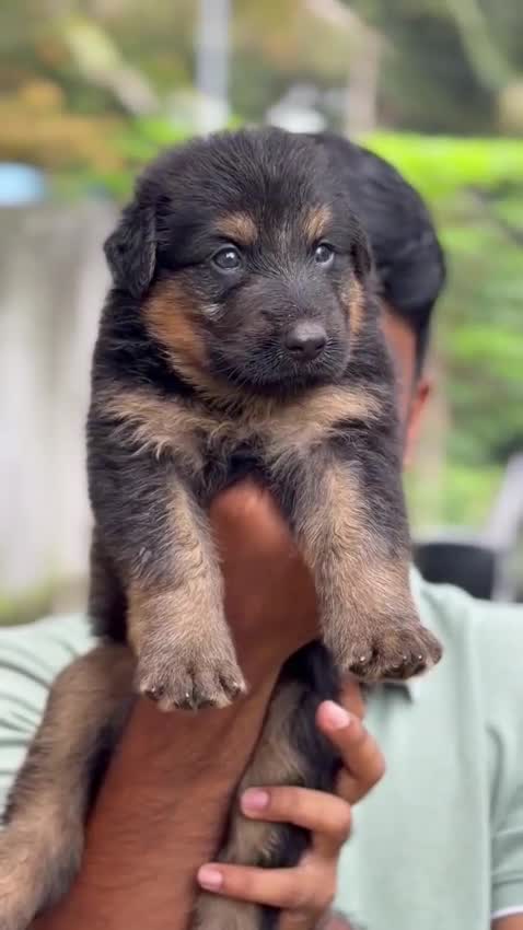 German Shepherd Puppy, farm video