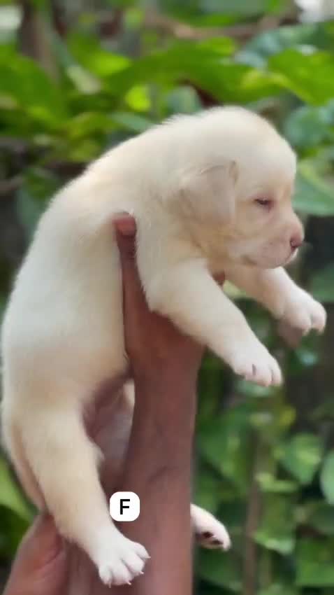 Beagle Black & Tan Puppy, farm video