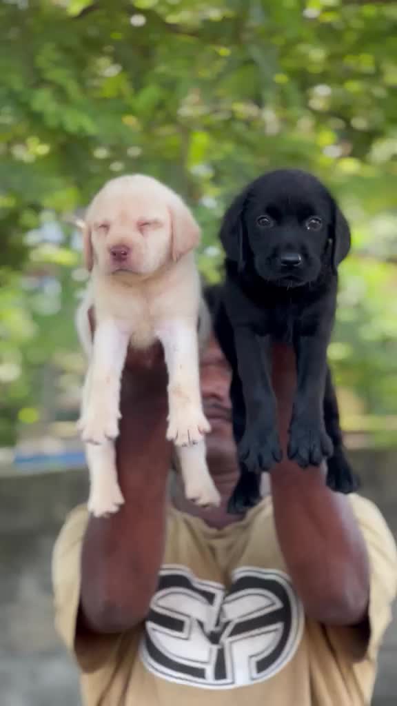 Beagle Black & Tan Puppy, farm video