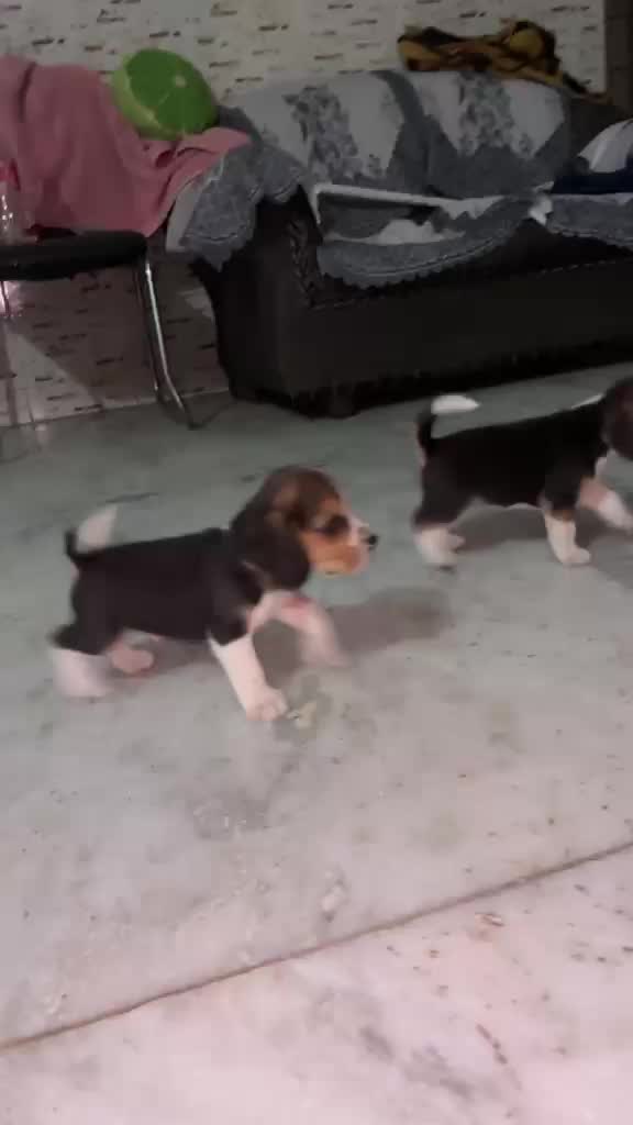 Beagle Black & Tan Puppy, farm video