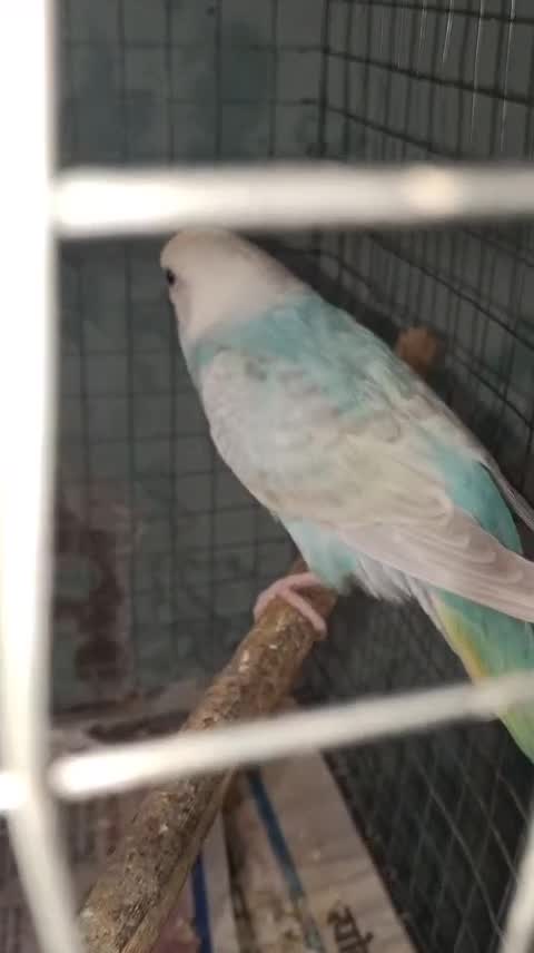 Budgies, farm video