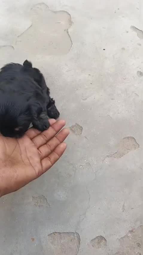 Shih Tzu | Black Color, farm video