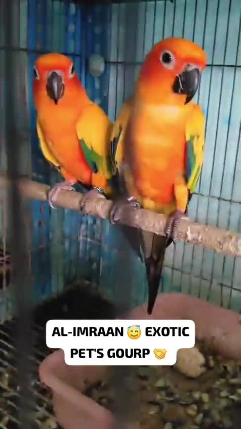 Sun Conure, farm video