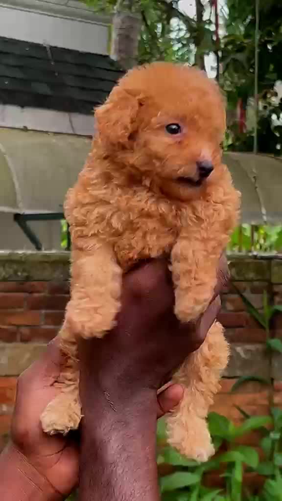 Toy Poodle Puppy, farm video