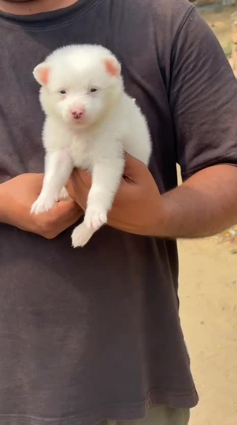 Pomeranian Puppy | Black Color, farm video